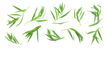 tarragon or estragon isolated on white background with copy space for your text. Artemisia dracunculus. Top view. Flat lay