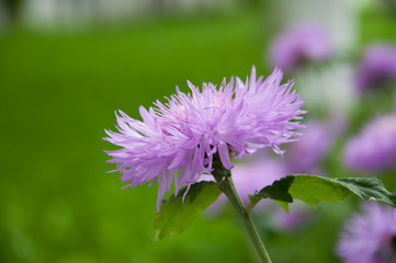 Large light lilac flowers. Growing in a meadow, on a background of green grass. Summer garden