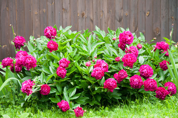 red flowers peonies grow near a brown wooden fence. in the summer in the meadow. Green grass.