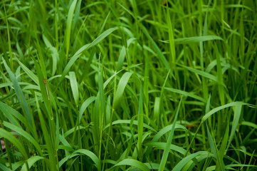 tall green grass. In the summer in the meadow. Uncut