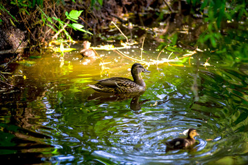 Birds and animals in wildlife. Amazing mallard duck swims in lake or river with blue water under sunlight landscape.Duck swimming in lake.