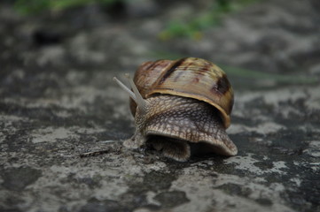 Snail in a striped house. Crawling on the ground. Summer outdoor