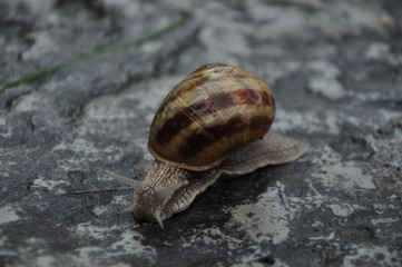 Snail in a striped house. Crawling on the ground. Summer outdoor