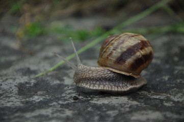 Snail in a striped house. Crawling on the ground. Summer outdoor