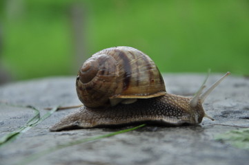 Snail in a striped house. Crawling on the ground. Summer outdoor
