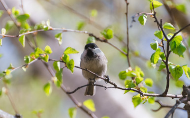 Grey bird sitting on a twig in the afternoon
