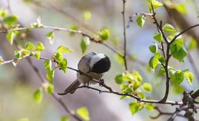 Grey bird sitting on a twig in the afternoon