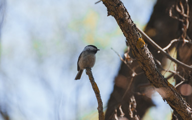 Grey bird sitting on a twig in the afternoon
