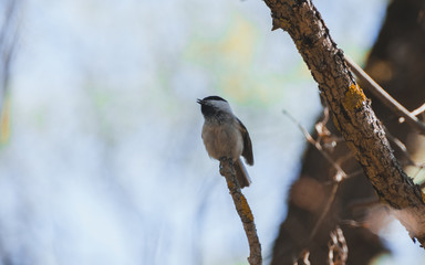 Grey bird sitting on a twig in the afternoon