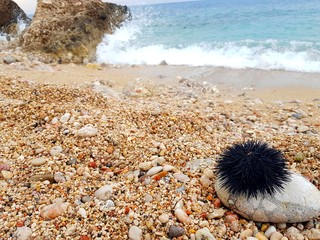 Sea Urchin on background sea and rock