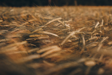 wheat green yellow