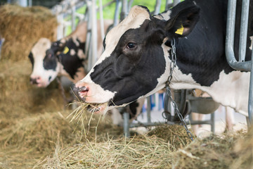 Obraz na płótnie Canvas Black an white milk cows in a stable eating organic hay at dairy farm