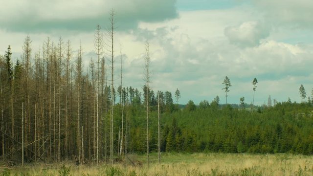 Spruce bark beetle pest Ips typographus, spruce forests infested drought, attacked by the European clear cut calamity caused by bark beetle due to global warming, influence of emissions, dry