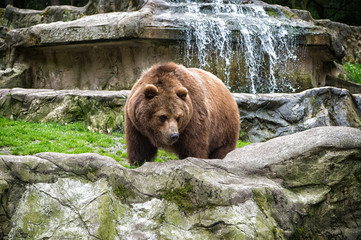 Animal rights. Friendly brown bear walking in zoo. Cute big bear stony landscape nature background. Zoo concept. Animal wild life. Adult brown bear in natural environment