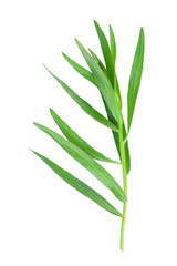 Fototapeta na wymiar tarragon or estragon isolated on a white background. Artemisia dracunculus