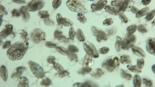 Bosmina water flea under the microscope, the chaotic movement of a colony of Bosmina plankton crustaceans, they are easily recognized by the antennulae resembling a beak, is a planktonic organism