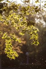 Sunlight illuminating the leaves and flying insects on a late summer evening in Marlow, UK