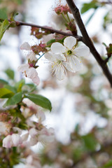 Cherry flowers on a branch illuminated by the bright sun