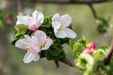 Apple blossoms on a branch illuminated by the bright sun