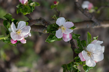 Apple blossoms on a branch illuminated by the bright sun