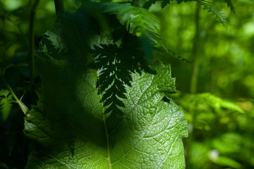 Burdock leaf. The texture of the plant. Summer day. Forest plants in summer. Green leaf. Natural...