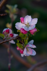 Flowers of apple on a branch lit by the setting sun