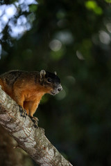 Alert big cypress fox squirrel Sciurus niger avicennia