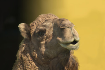 Portrait d'un chameau,  sur fond jaune