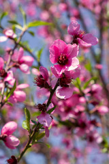 pink flowers in garden. Flowers of a peach tree on the branches close up against the sunset sky.  Peach tree blossom at sunset