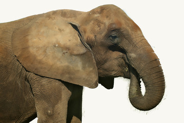 Portrait d'un éléphant femelle, sur fond blanc