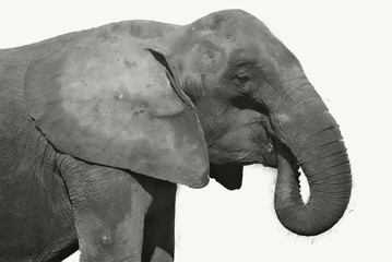 Portrait d'un éléphant femelle, noir et blanc sur fond blanc