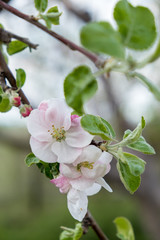 Flowers of apple on a branch lit by the bright sun