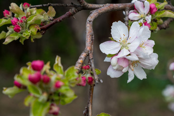 blooming apple tree in spring