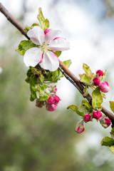 flowers of cherry tree