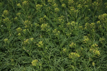 Fototapeta premium background of green leaves