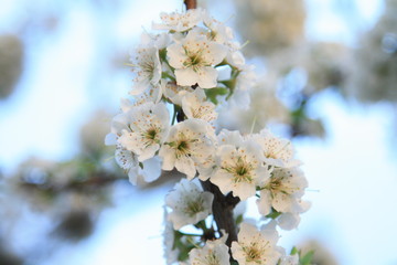 white flowers of cherry tree in spring