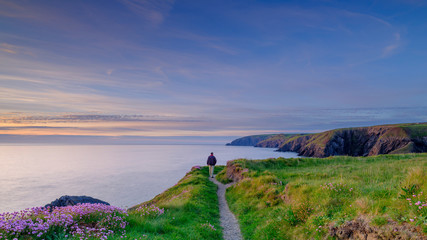 Spring evening light on Thrift 'Sea Pinks' in Ceibwr Bay, Pembroke, Wales