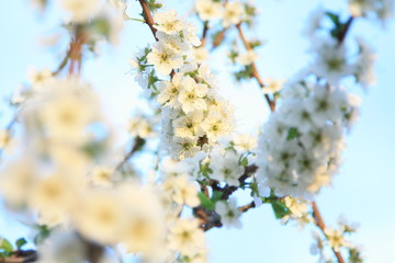 spring cherry blossom