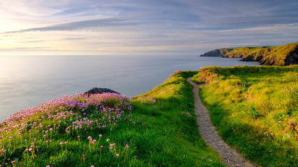 Spring evening light on Thrift 'Sea Pinks' in Ceibwr Bay, Pembroke, Wales