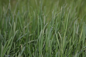 grass with water drops of dew