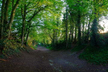 Obraz premium Halnaker windmill spring sunset