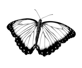 Hand drawn sketch of butterfly in black color. Isolated on white background. Drawing for posters, decoration and print. Vector illustration