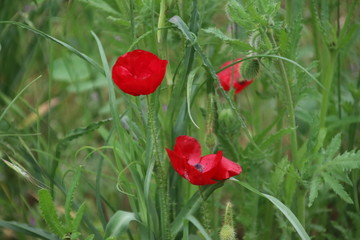 Red colored poppy flowers along the side of the road in Nieuwerkerk aan den IJssel in the Netherlands