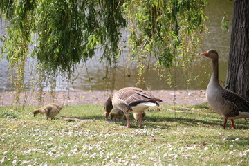 Grey goose with chicks in a field of grass in Rotterdam