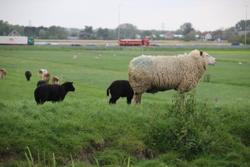 White and black sheeps with lamb on a meadow in Stompwijk the Netherlands