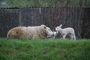 Naklejka na ściany i meble White and black sheeps with lamb on a meadow in Stompwijk the Netherlands