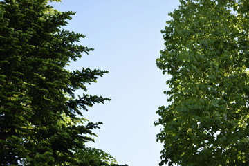木立