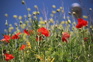 Obraz premium Red colored poppy flowers along the side of the road in Nieuwerkerk aan den IJssel in the Netherlands