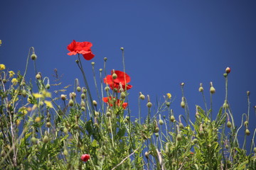 Red colored poppy flowers along the side of the road in Nieuwerkerk aan den IJssel in the...