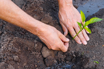 Farmer planting young seedlings of pepper in vegetable garden.